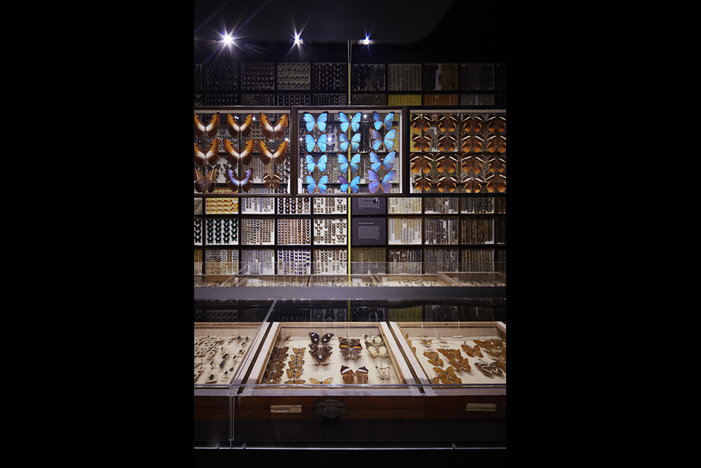 -Treasured Entomology Collection of The University of Tokyo spanning the Edo to Heisei eras-