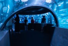 京都水族館 新展示エリア「クラゲワンダー」